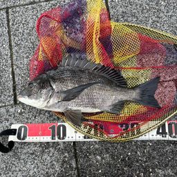 クロダイ