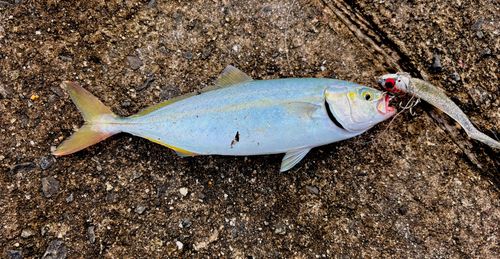 ブリの釣果
