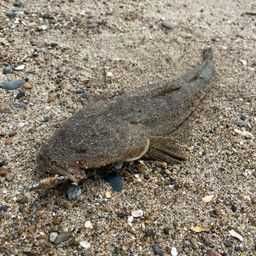 マゴチ