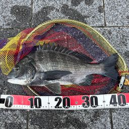 クロダイ