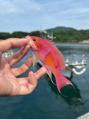 アカオビハナダイの釣果