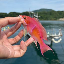 アカオビハナダイ