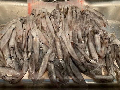 スルメイカの釣果