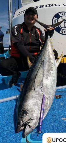 キハダマグロの釣果