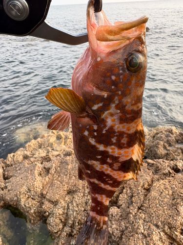 キジハタの釣果
