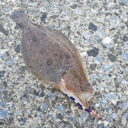 ミズクサガレイ