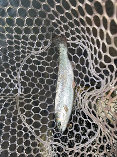 ニジマスの釣果