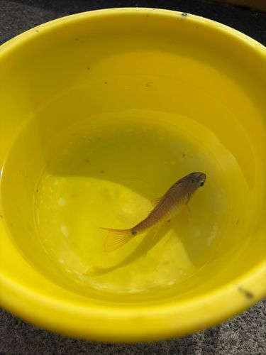 ネンブツダイの釣果