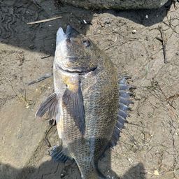 クロダイ