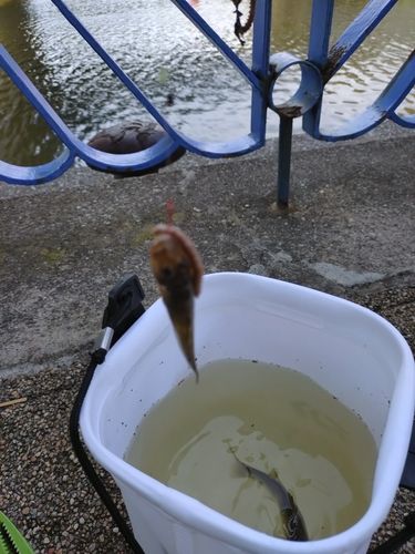 ハゼの釣果