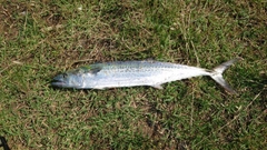 サゴシの釣果