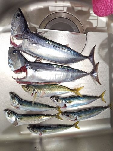 ソウダガツオの釣果