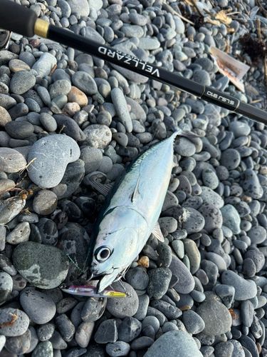ソウダガツオの釣果