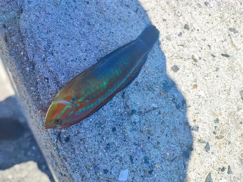 イソベラの釣果