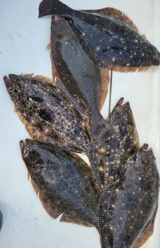 ヒラメの釣果