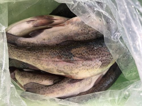 ニジマスの釣果