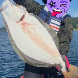 ヒラメ