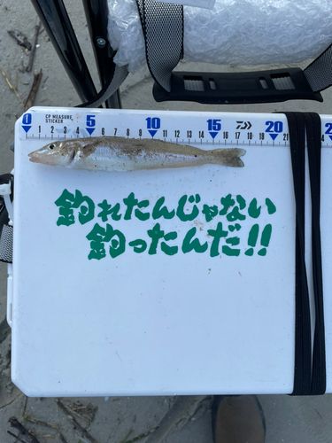 シロギスの釣果