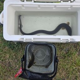 ウナギ