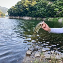 ブラックバス