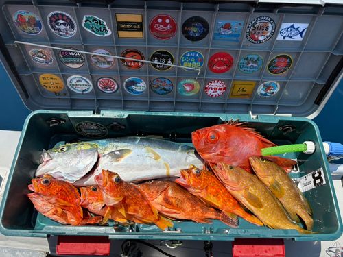 ワラサの釣果