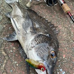 クロダイ