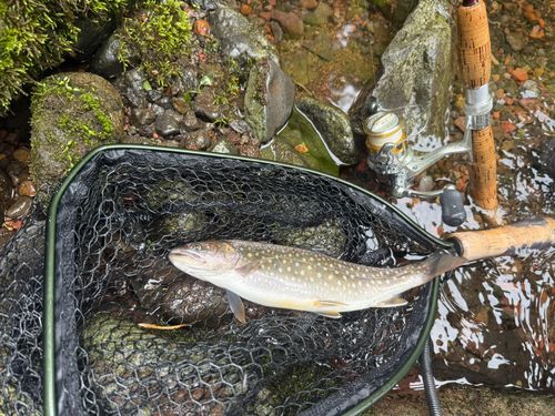 イワナの釣果