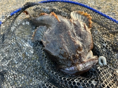 カジカの釣果