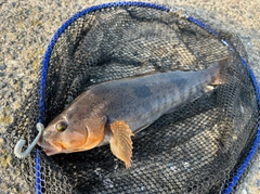 アイナメの釣果