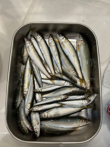 コアユの釣果