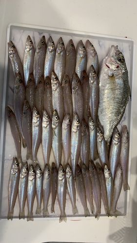 キスの釣果