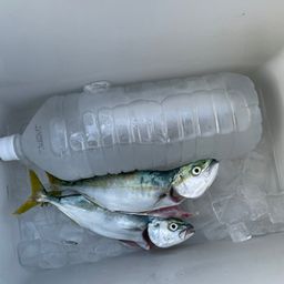 ワカシ