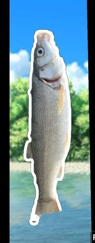 ウグイの釣果