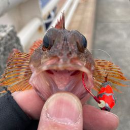 カサゴ