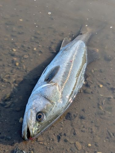 フッコ（マルスズキ）の釣果