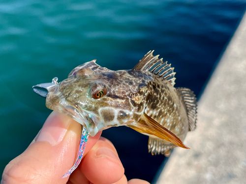 アナハゼの釣果