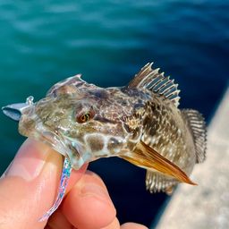 アナハゼ