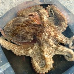 タコ
