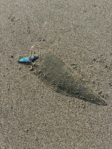 シタビラメの釣果