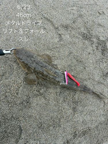 マゴチの釣果