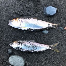 コノシロ