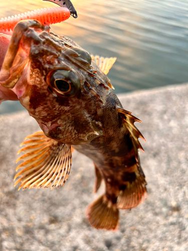 カサゴの釣果
