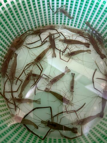 テナガエビの釣果