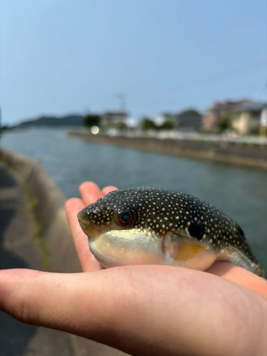 クサフグ