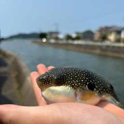 クサフグ