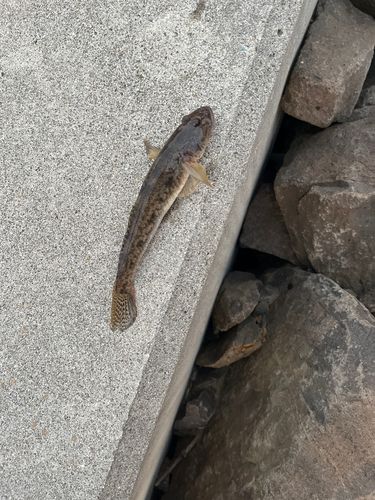 ハゼの釣果