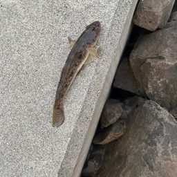 ハゼ