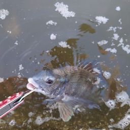 クロダイ