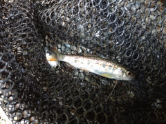アマゴの釣果
