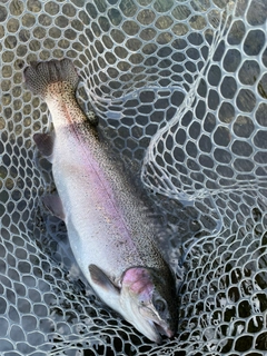 ニジマスの釣果